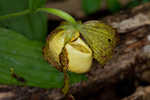 Kentuckey lady's slipper